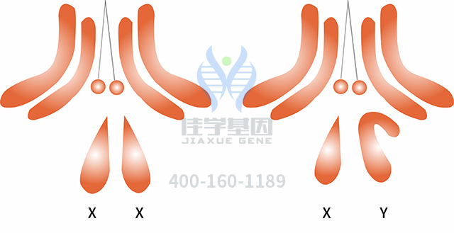 【佳学基因检测】甲状腺功能异常基因解码、<a href=http://www.jiaxuejiyin.com/tk/jiema/cexujishu/2021/31933.html>基因检测</a>的样品有区别吗？