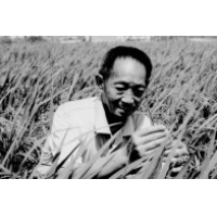 【讣告】杂交水稻之父、共和国勋章获得者袁隆平逝世，享年91岁
