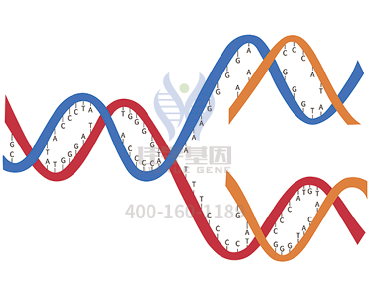 【佳学基因检测】原发性纤毛运动障碍症35型基因解码、<a href=http://www.jiaxuejiyin.com/tk/jiema/cexujishu/2021/31933.html>基因检测</a>的样品有区别吗？