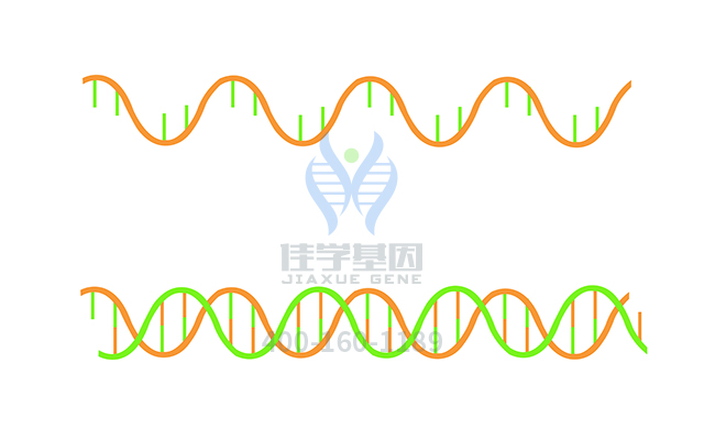 【佳学基因检测】需要多长时间可以拿Renpenning综合征基因解码、<a href=http://www.jiaxuejiyin.com/tk/jiema/cexujishu/2021/31933.html>基因检测</a>报告？