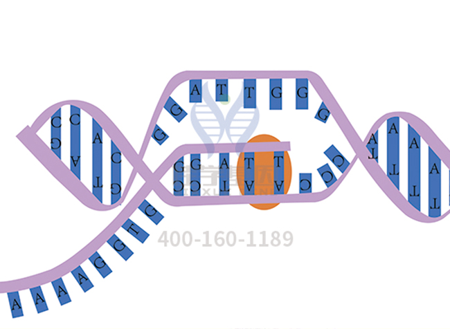 【佳学基因检测】径向弯曲基因解码、<a href=http://www.jiaxuejiyin.com/tk/jiema/cexujishu/2021/31933.html>基因检测</a>有什么用？