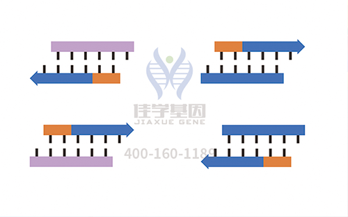 【佳学基因检测】腺瘤性结肠息肉病基因解码、<a href=http://www.jiaxuejiyin.com/tk/jiema/cexujishu/2021/31933.html>基因检测</a>的报告有人解读吗？