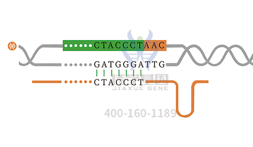 【佳学基因检测】孟买表型基因解码、<a href=http://www.jiaxuejiyin.com/tk/jiema/cexujishu/2021/31933.html>基因检测</a>的报告看得懂吗？