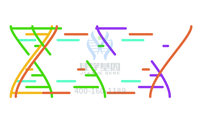 【佳学基因检测】需要多长时间可以拿垂体催乳素细胞腺瘤基因解码、<a href=http://www.jiaxuejiyin.com/tk/jiema/cexujishu/2021/31933.html>基因检测</a>报告？