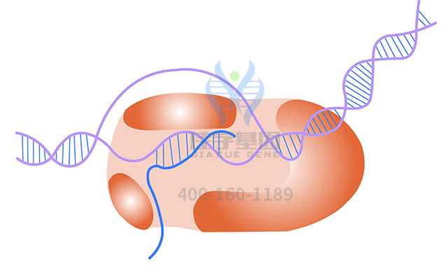 【佳学基因检测】什么人要做家族性腺瘤性息肉病3型基因解码、<a href=http://www.jiaxuejiyin.com/tk/jiema/cexujishu/2021/31933.html>基因检测</a>？
