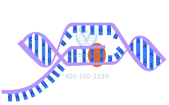 【佳学基因检测】怎样选择白化病眼科VII型基因解码、<a href=http://www.jiaxuejiyin.com/tk/jiema/cexujishu/2021/31933.html>基因检测</a>？