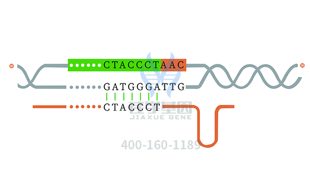 【佳学基因检测】如何做<font color='red'><font color='red'>杜氏肌</font><font color='red'>营养不良</font></font>基因解码、基因检测？