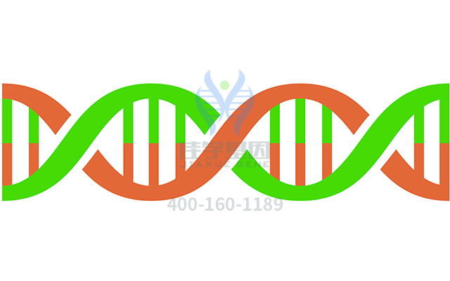 【佳学基因检测】<font color='red'><font color='red'>脊髓</font>性<font color='red'>肌萎缩</font></font>症以下肢为主1常染色体显性遗传基因解码、基因检测可以只做基因解码吗？