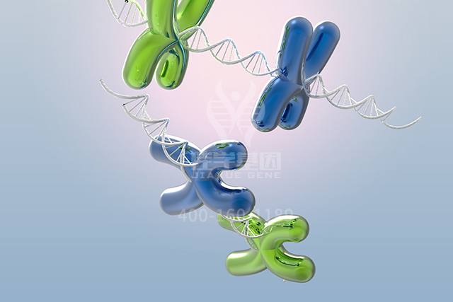 【佳学基因<font color='red'>检测</font>】先进个胎儿流产，为什么母亲要做<font color='red'>染色体</font>检查基因<font color='red'>检测</font>？