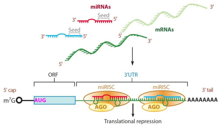 miRNA作用机理