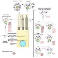 【佳学基因检测】纤毛病的病理生理学：研究生入学考试知识点