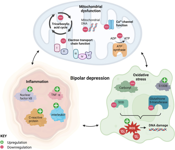 图1：双相抑郁症与线粒体功能障碍、炎症和氧化应激持续相关