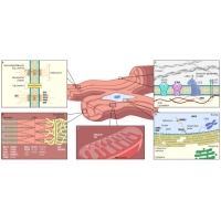 【佳学基因检测】<font color='red'><font color='red'>扩张型</font><font color='red'>心肌病</font></font>基因检测