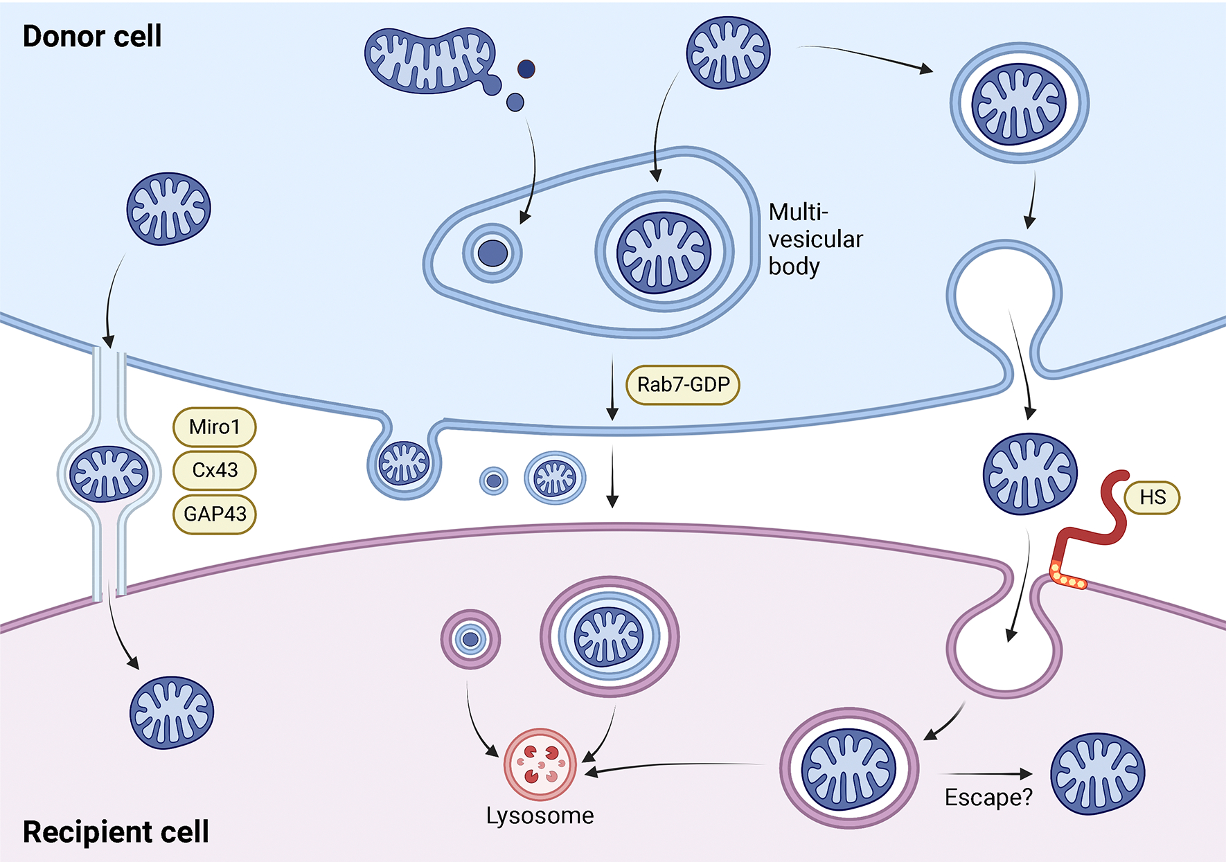 图 1. Energizer转移机制。