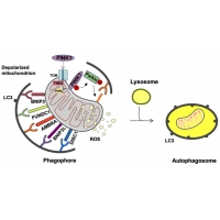 【佳学基因检测】Energizer在体内的生成与释放