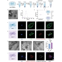【佳学基因检测】Energizer与骨髓基质细胞联用促进骨修复过程中的血管生成