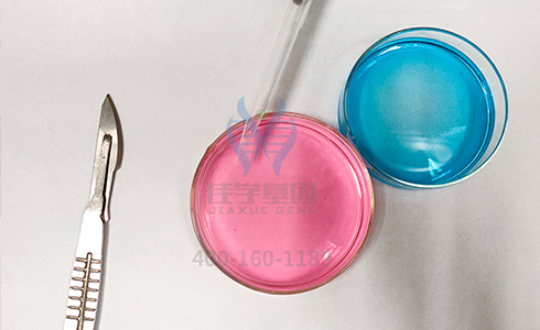 <b>【佳学基因检测】主治医师疾病风险评估TEX28P2内容要点</b>