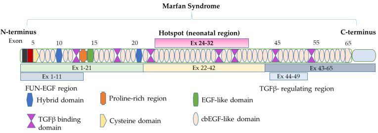 北京马方式综合征基因检测