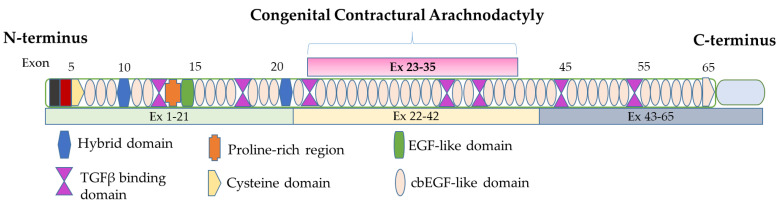 天津马方式综合征基因检测