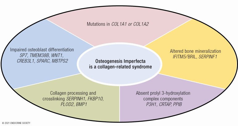 点击图片放大 成骨不全基因检测及其位点