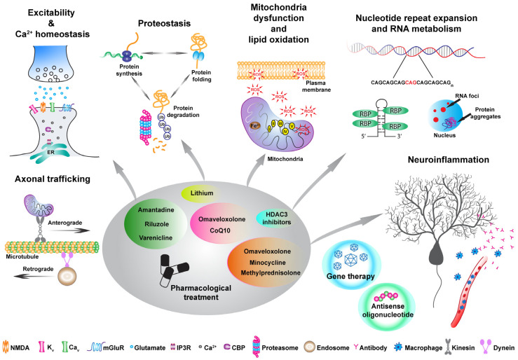 共济失调基因检测后的治疗方案