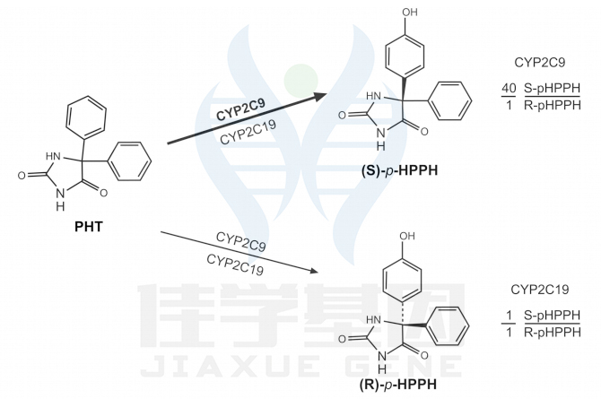<b>【佳学基因检测】DBP基因测试的作用</b>