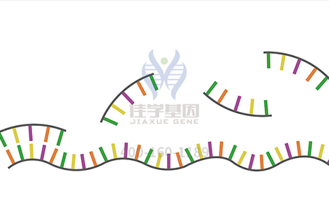 <b>【佳学基因检测】如何选择不同的视网膜色素变性基因检测项目？</b>