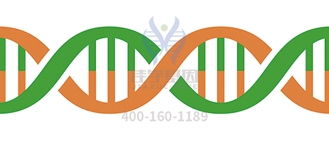 【无精症基因检测】基因解码鉴定为生精障碍25型，生儿子不耽搁！
