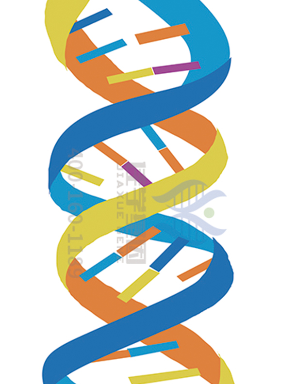 【畸型<font color='red'>精子</font>症基因检测】MMAF中生精障碍34型的基因解码依据是什么？