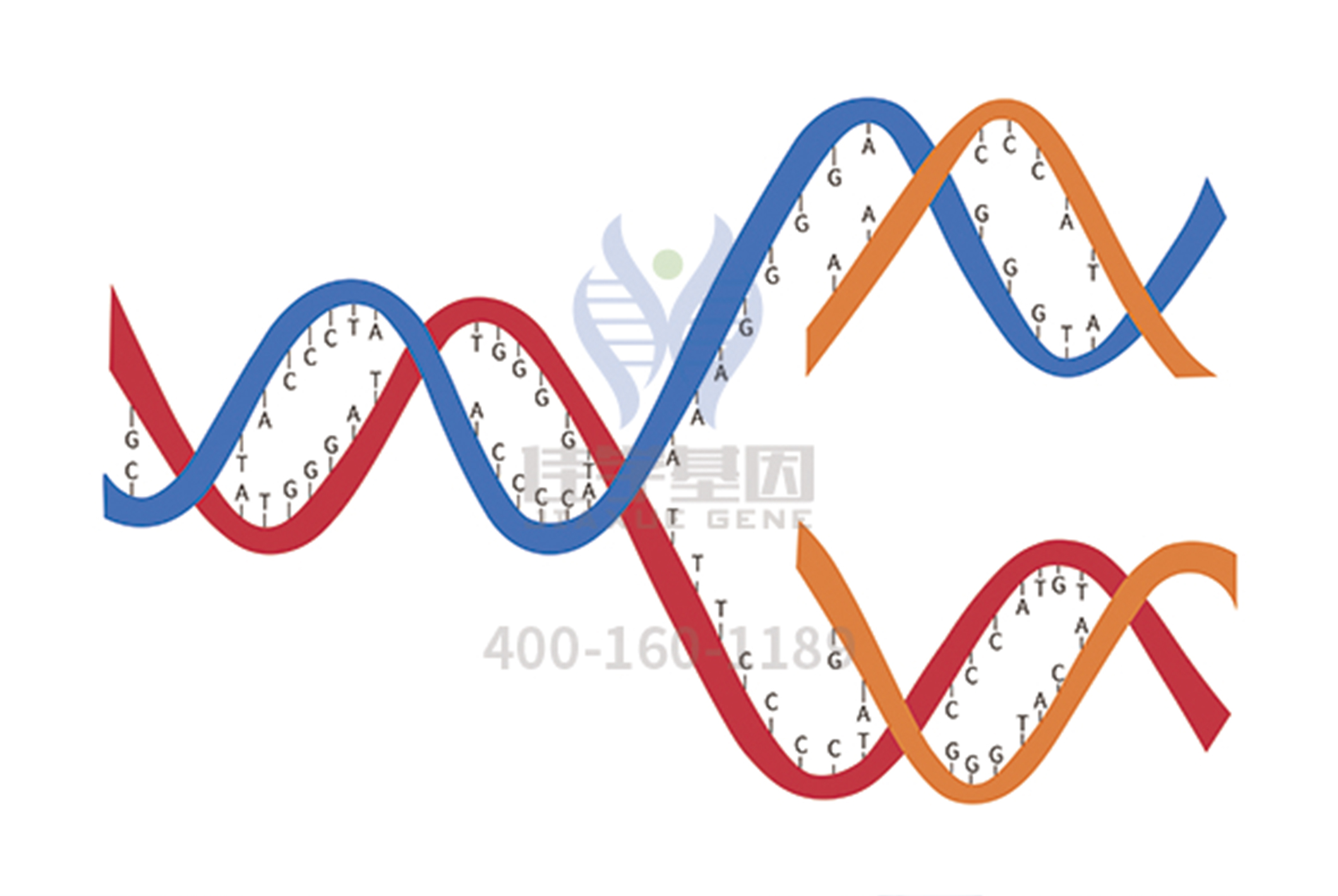 【佳学基因检测】梅达综合征（Maeda syndrome)基因解码、基因检测